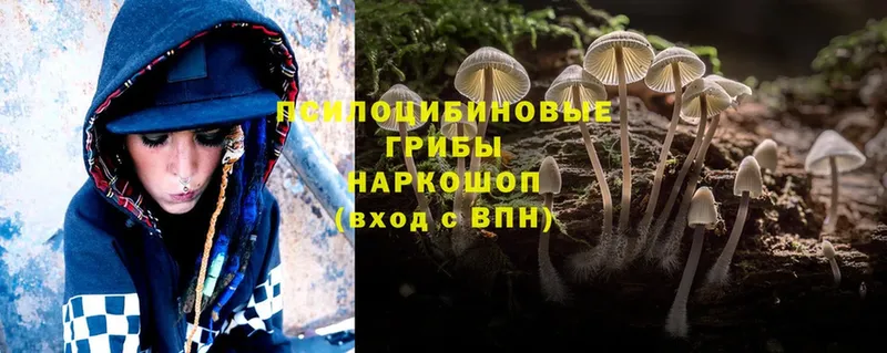 Псилоцибиновые грибы Cubensis  Приморско-Ахтарск 